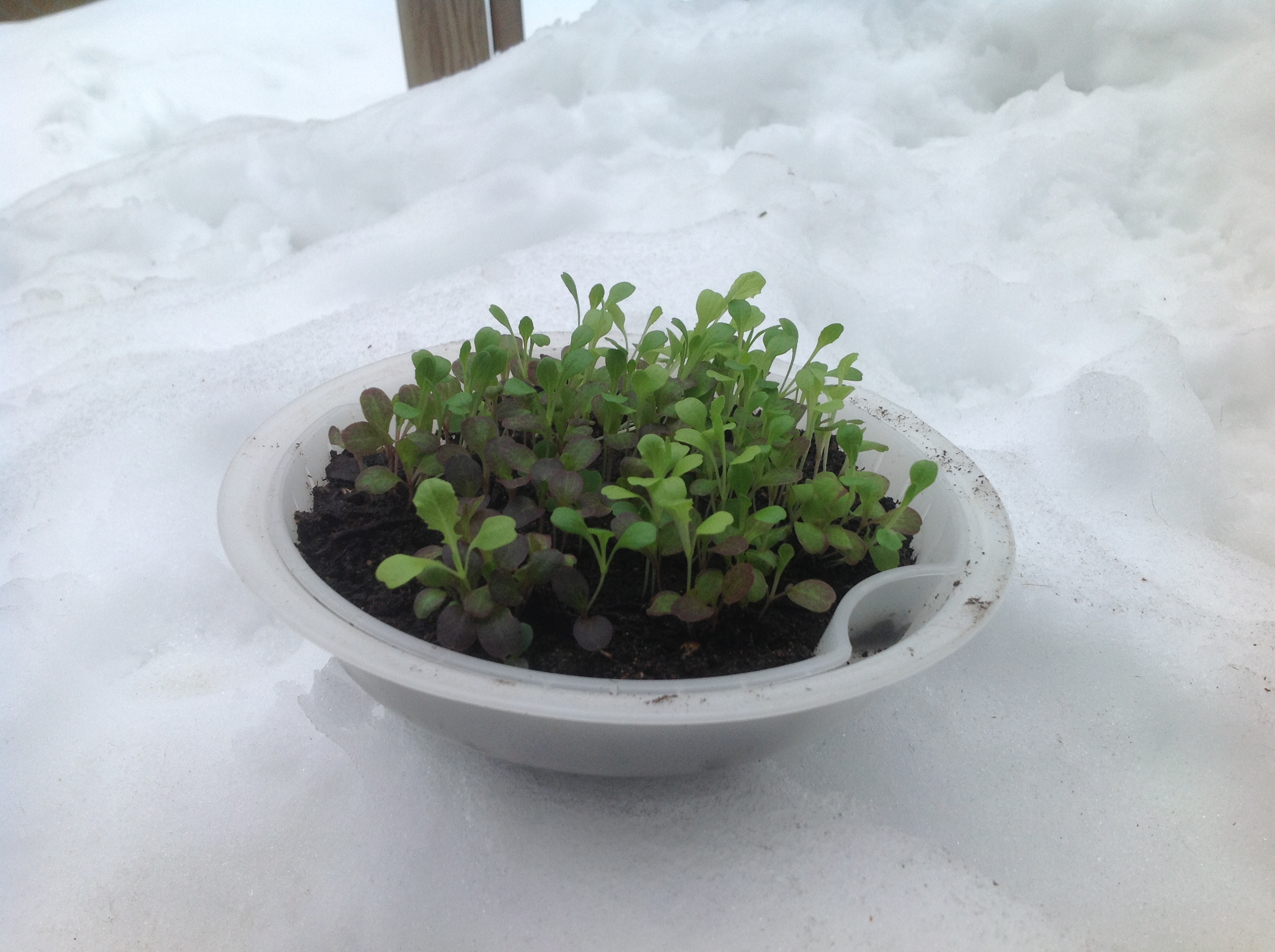 Lettuce in the steamer sitting on the snow