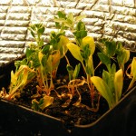 Transplanted spinach now in a six inch pot.