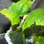 Cucumber growing indoors under grow ight