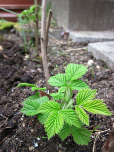 leaves forming on a raspberry cane