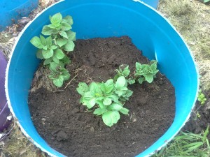 Barrel with potatoes sprouting - the soil is carefully hand shoveled around the plants.