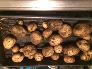 10-12 lbs potatoes from one 2.5ft ring