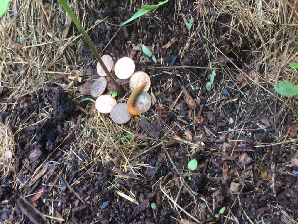 Slug basking on pennies